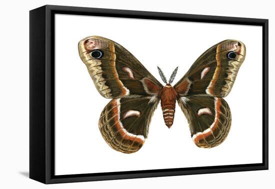 Cecropia Moth (Samia Cecropia), Emperor Moth, Insects-Encyclopaedia Britannica-Framed Stretched Canvas
