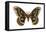 Cecropia Moth (Samia Cecropia), Emperor Moth, Insects-Encyclopaedia Britannica-Framed Stretched Canvas