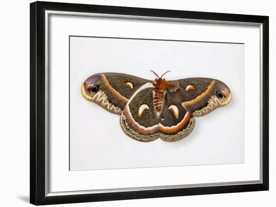 Cecropia Silk Moth Female, Comparing Upper and Underside Wings-Darrell Gulin-Framed Photographic Print