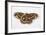 Cecropia Silk Moth Female, Comparing Upper and Underside Wings-Darrell Gulin-Framed Photographic Print