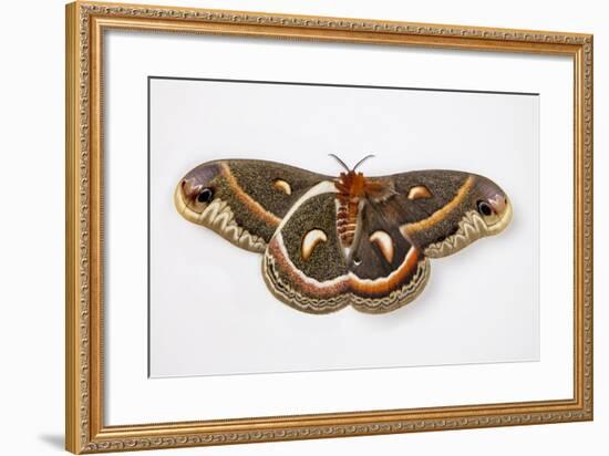 Cecropia Silk Moth Female, Comparing Upper and Underside Wings-Darrell Gulin-Framed Photographic Print