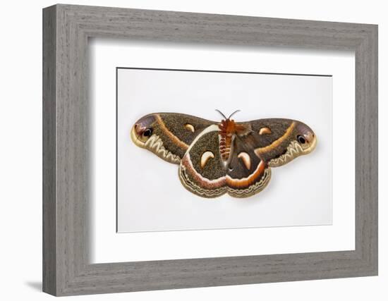 Cecropia Silk Moth Female, Comparing Upper and Underside Wings-Darrell Gulin-Framed Photographic Print