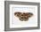 Cecropia Silk Moth Female, Comparing Upper and Underside Wings-Darrell Gulin-Framed Photographic Print