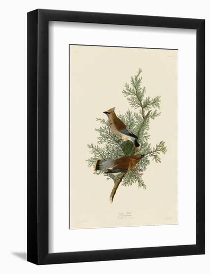 Cedar Bird-John James Audubon-Framed Art Print