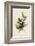 Cedar Bird-John James Audubon-Framed Art Print