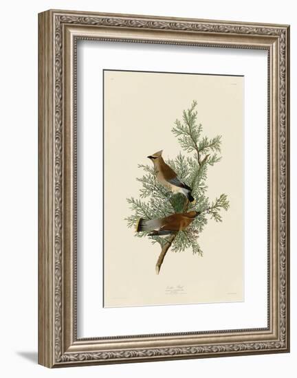 Cedar Bird-John James Audubon-Framed Art Print