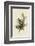 Cedar Bird-John James Audubon-Framed Art Print