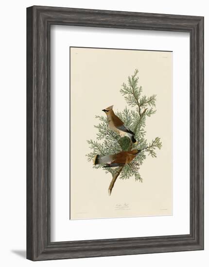 Cedar Bird-John James Audubon-Framed Art Print