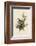 Cedar Bird-John James Audubon-Framed Art Print