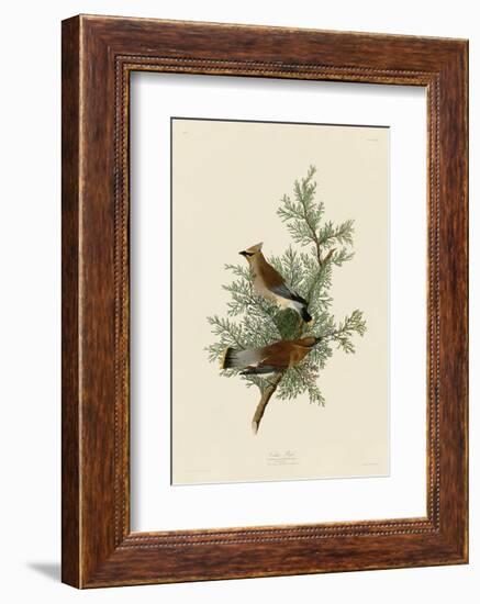 Cedar Bird-John James Audubon-Framed Art Print