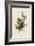 Cedar Bird-John James Audubon-Framed Art Print