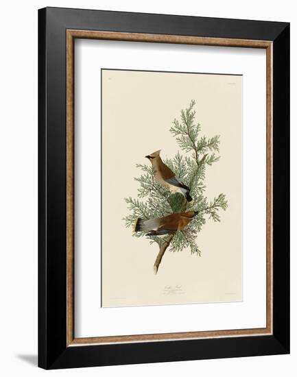 Cedar Bird-John James Audubon-Framed Art Print