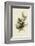 Cedar Bird-John James Audubon-Framed Art Print