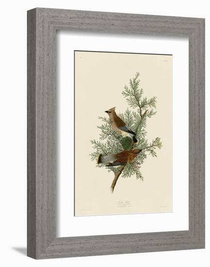 Cedar Bird-John James Audubon-Framed Art Print