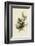 Cedar Bird-John James Audubon-Framed Art Print