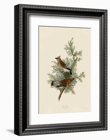 Cedar Bird-John James Audubon-Framed Art Print