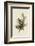 Cedar Bird-John James Audubon-Framed Art Print