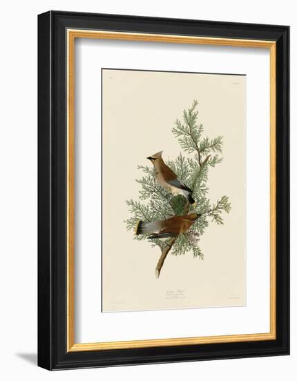 Cedar Bird-John James Audubon-Framed Art Print