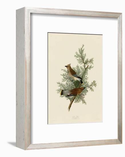 Cedar Bird-John James Audubon-Framed Art Print