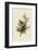 Cedar Bird-John James Audubon-Framed Art Print