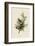 Cedar Bird-John James Audubon-Framed Art Print