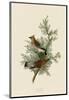 Cedar Bird-John James Audubon-Mounted Art Print