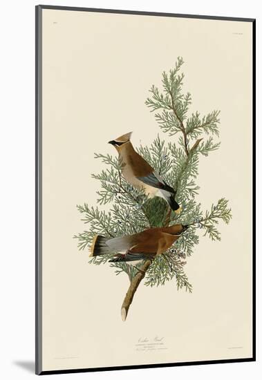 Cedar Bird-John James Audubon-Mounted Art Print