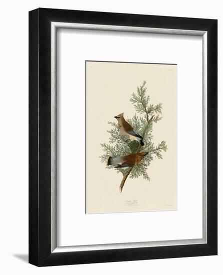 Cedar Bird-John James Audubon-Framed Art Print