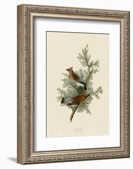 Cedar Bird-John James Audubon-Framed Giclee Print