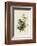 Cedar Bird-John James Audubon-Framed Giclee Print