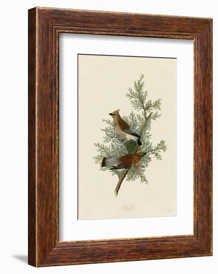 Cedar Bird-John James Audubon-Framed Giclee Print