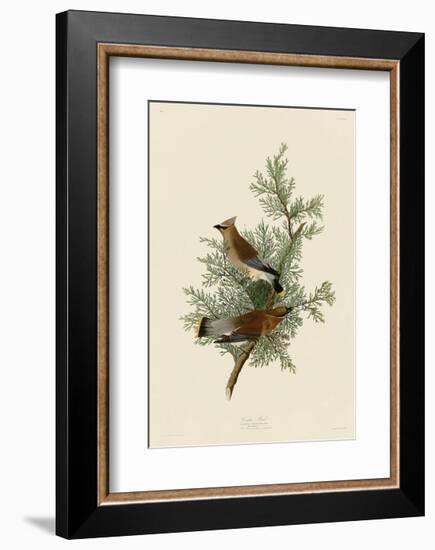 Cedar Bird-John James Audubon-Framed Giclee Print