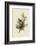 Cedar Bird-John James Audubon-Framed Giclee Print