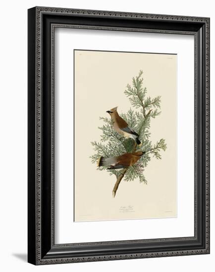 Cedar Bird-John James Audubon-Framed Giclee Print