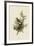 Cedar Bird-John James Audubon-Framed Giclee Print