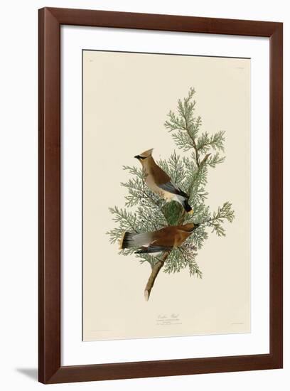 Cedar Bird-John James Audubon-Framed Giclee Print