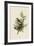 Cedar Bird-John James Audubon-Framed Giclee Print