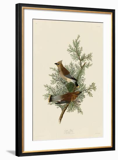 Cedar Bird-John James Audubon-Framed Giclee Print