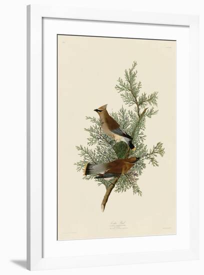 Cedar Bird-John James Audubon-Framed Giclee Print