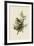 Cedar Bird-John James Audubon-Framed Giclee Print