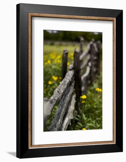 Cedar Fence-John Gusky-Framed Photographic Print