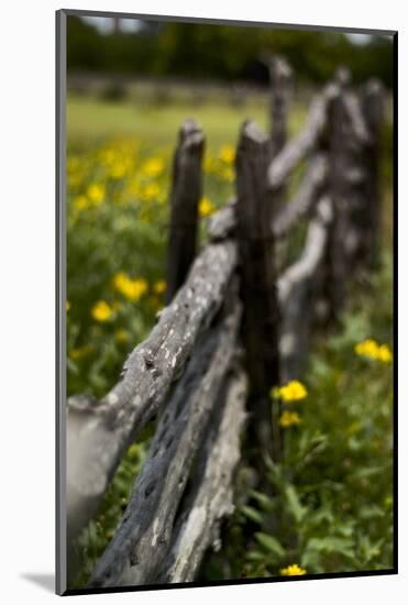 Cedar Fence-John Gusky-Mounted Photographic Print