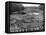 Cedar Logs on the Tebicuary-Guazu River Floating by the Railway Bridge, Paraguay, 1911-null-Framed Premier Image Canvas