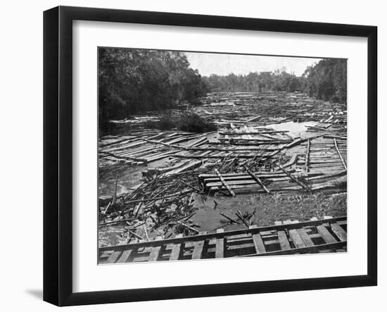 Cedar Logs on the Tebicuary-Guazu River Floating by the Railway Bridge, Paraguay, 1911-null-Framed Giclee Print