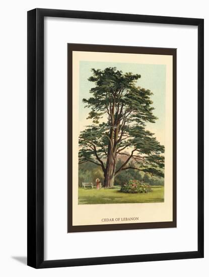 Cedar of Lebanon-W.h.j. Boot-Framed Art Print