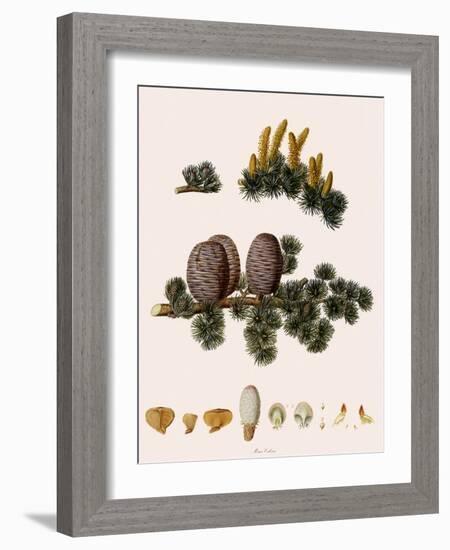 Cedar of Lebanon-Warner-Framed Giclee Print