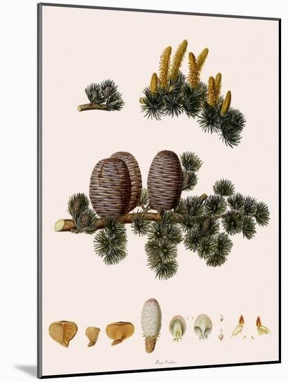 Cedar of Lebanon-Warner-Mounted Giclee Print