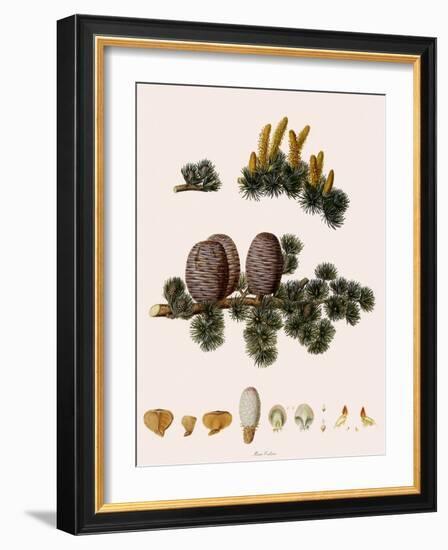 Cedar of Lebanon-Warner-Framed Giclee Print
