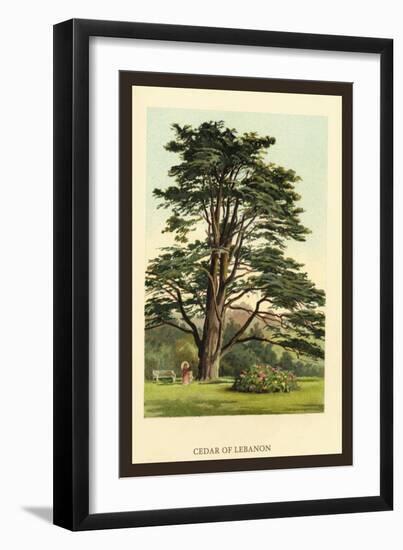 Cedar of Lebanon-W.h.j. Boot-Framed Art Print