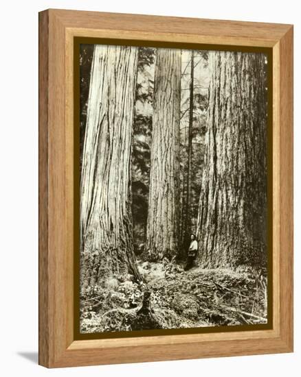 Cedar on Left, Douglas Fir on Right, Undated-Asahel Curtis-Framed Premier Image Canvas